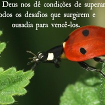 Que Deus nos dê condições de superar